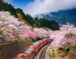 阿里山包車自由行